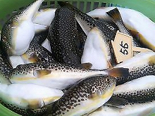 ショウサイフグ釣りプラン