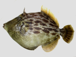 カワハギ釣りプラン