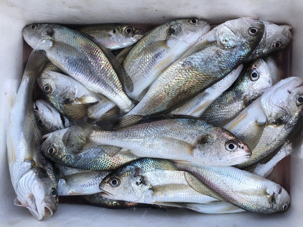 アジの釣果 21年4月9日 金沢八景 黒川丸 神奈川県 金沢八景平潟 キャスティング釣り船予約
