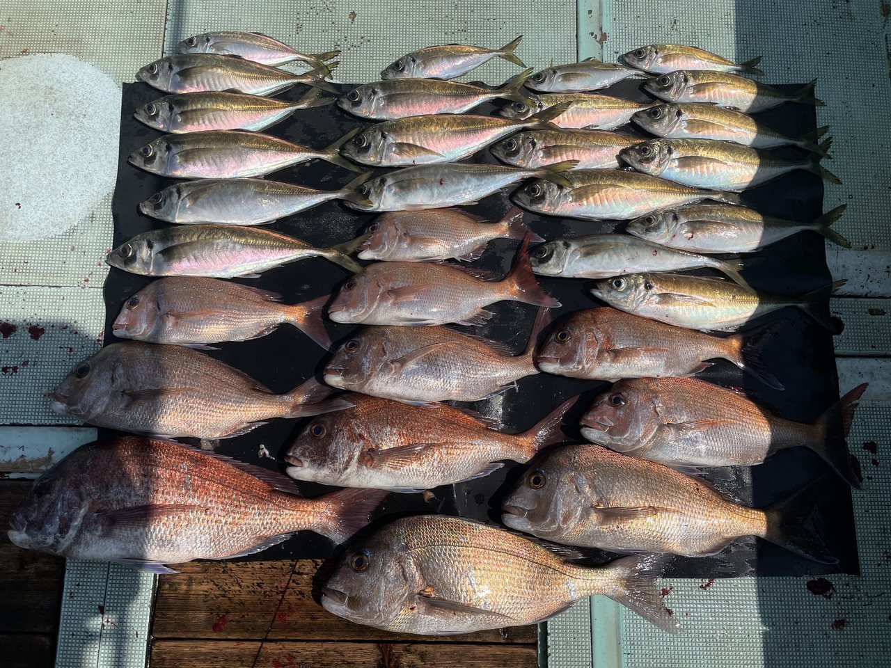 マダイの釣果 21年5月30日 淡隆丸 和歌山県 加太港 キャスティング釣り船予約