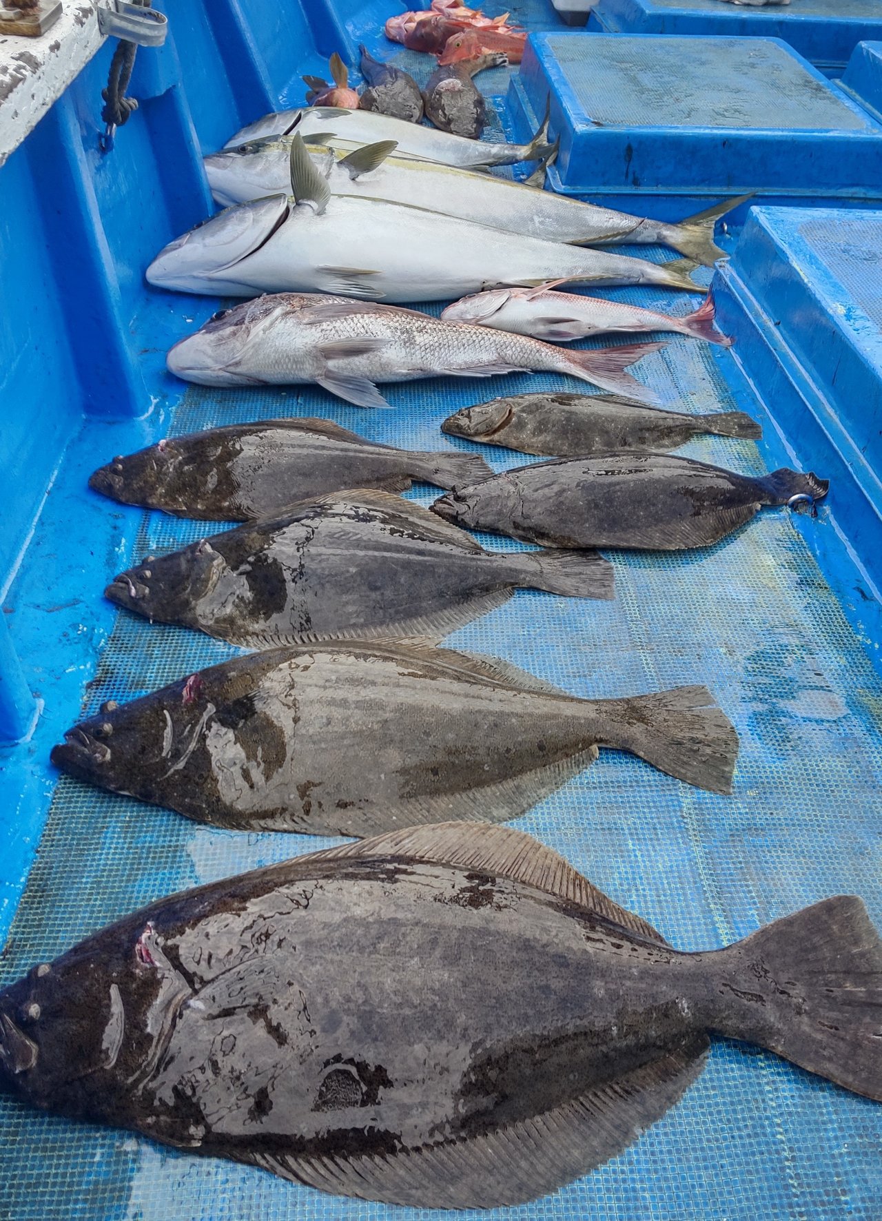 ヒラメの釣果 21年6月13日 勝丸 和歌山県 市堀川沿い キャスティング釣り船予約