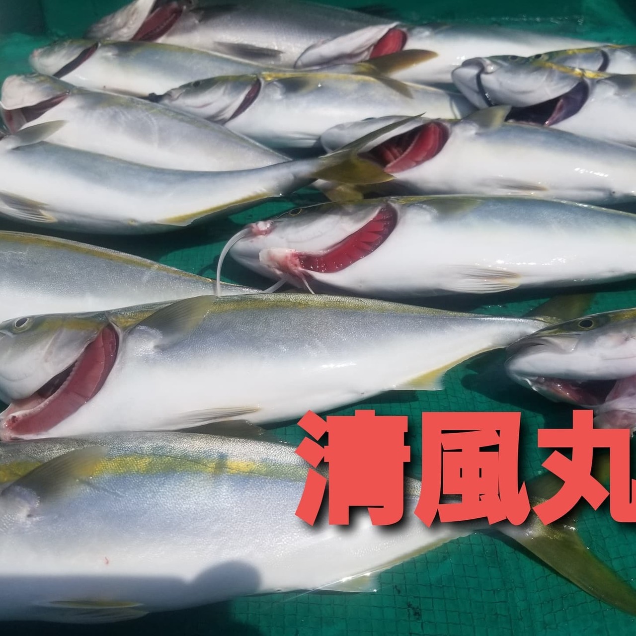 ヒラメの釣果 21年7月31日 清風丸 和歌山県 市堀川沿い キャスティング釣り船予約