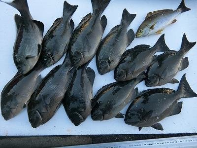 イシダイ47cm の釣果 19年10月26日 上野渡船 Bluewater 和歌山 大引港 船釣り予約 キャスティング船釣り予約