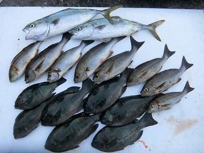 イシダイ47cm の釣果 19年10月26日 上野渡船 Bluewater 和歌山 大引港 船釣り予約 キャスティング船釣り予約