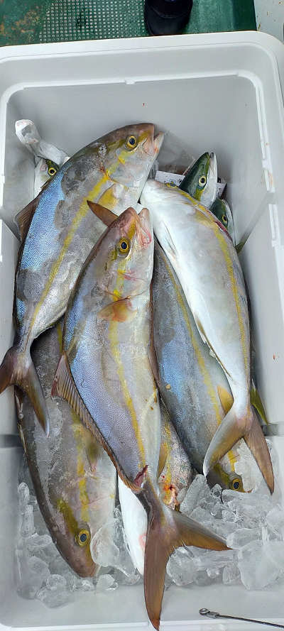 ネイリ 59匹 の釣果 年10月18日 ちさと丸 高知 赤岡漁港 船釣り予約 キャスティング船釣り予約