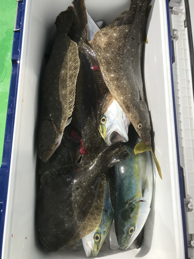 ヒラメ2 50kg 5匹 の釣果 年10月31日 よしえ丸 千葉 大原港 船釣り予約 キャスティング船釣り予約