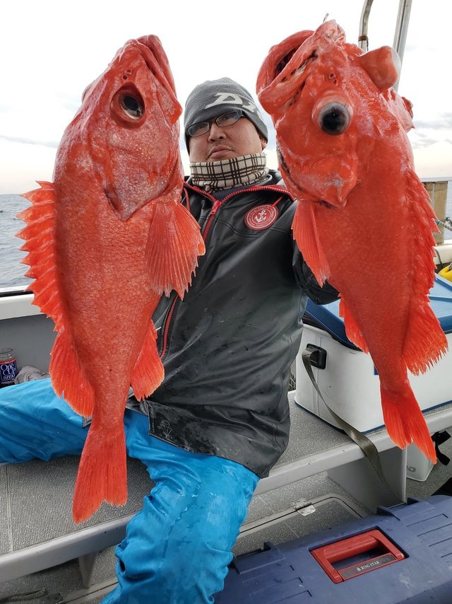 ベニアコウ3 70kg 3匹 の釣果 21年1月17日 一郎丸 神奈川 間口漁港 船釣り予約 キャスティング船釣り予約