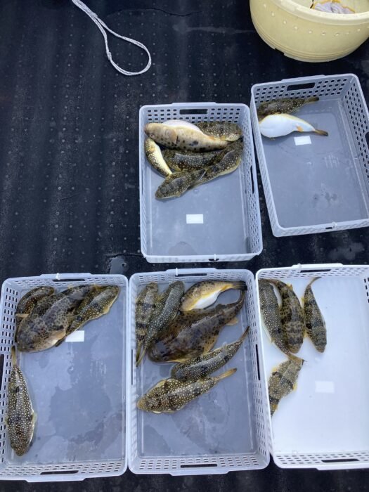 ショウサイフグ!!の釣果|2021年3月6日|松新丸(愛知/片名漁港