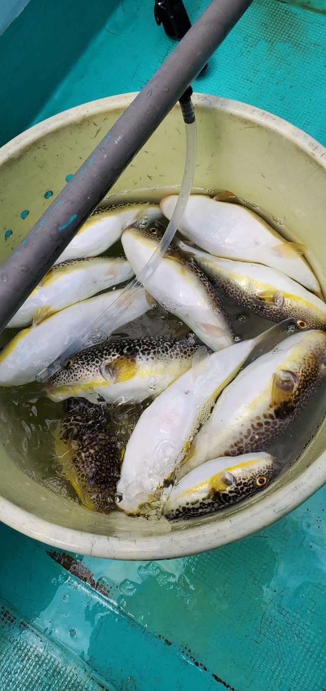 フグ37cm 14匹 の釣果 21年4月11日 植田丸 茨城 鹿嶋旧港 船釣り予約 キャスティング船釣り予約