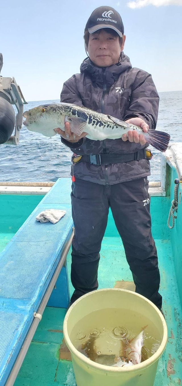 フグ37cm 14匹 の釣果 21年4月11日 植田丸 茨城 鹿嶋旧港 船釣り予約 キャスティング船釣り予約