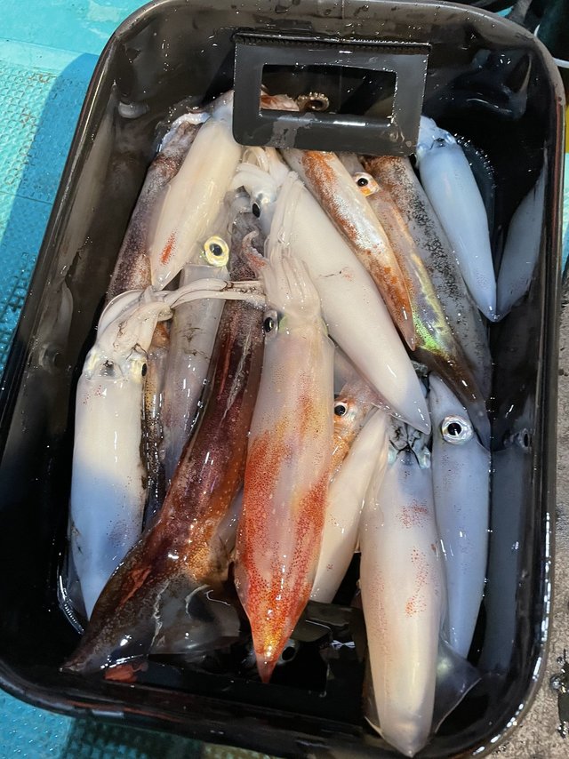 アカイカ18cm 35匹 の釣果 21年6月19日 良栄丸 和歌山 印南港 船釣り予約 キャスティング船釣り予約