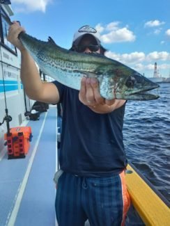 サワラ3 90kg 3匹 の釣果 21年9月日 宮川丸 千葉 木更津港 船釣り予約 キャスティング船釣り予約