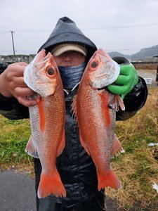 アカムツ46cm 3匹 の釣果 22年2月13日 清勝丸 千葉 飯岡漁港 船釣り予約 キャスティング船釣り予約