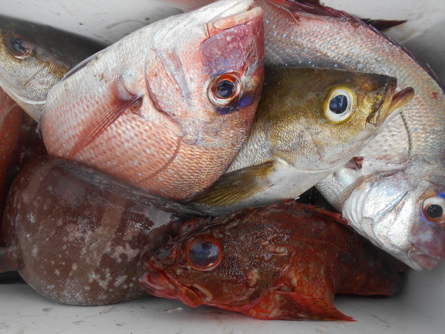 マダイ0 90kg 4匹 の釣果 22年7月12日 八平丸 千葉 太夫崎漁港 船釣り予約 キャスティング船釣り予約