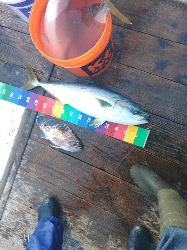 ワラサ70cm！2匹！の釣果｜2023年9月30日｜恵比寿丸（岩手/鬼沢漁港