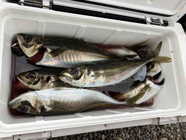 アジ46cm！18匹！の釣果｜2024年4月8日｜福丸（千葉/上総湊港）｜船