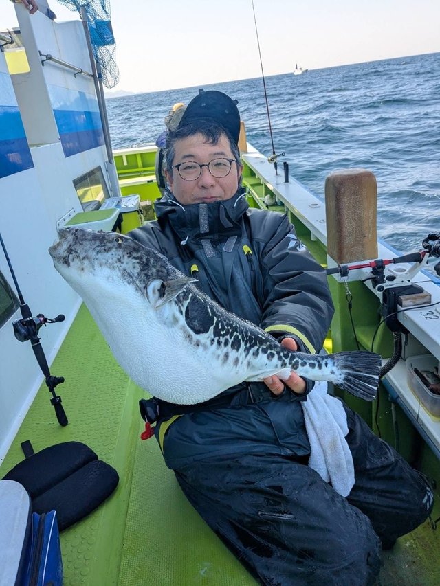トラフグ3.00kg！1匹！の釣果｜2026年3月24日｜忠彦丸（神奈川/金沢