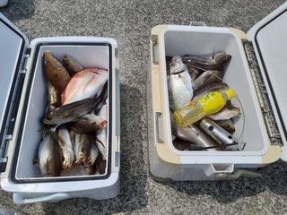 釣果写真