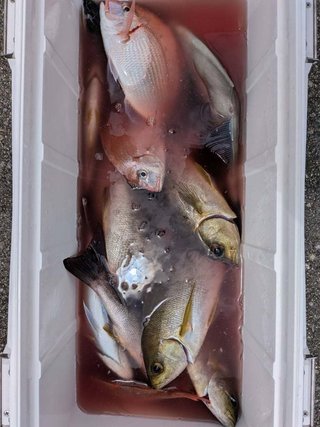 釣果写真