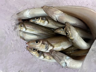 釣果写真