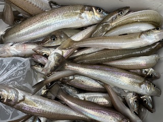 釣果写真