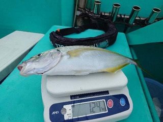 釣果写真