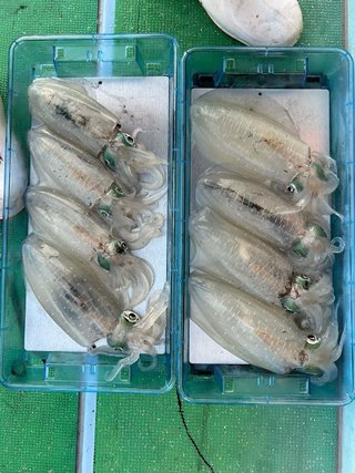釣果写真
