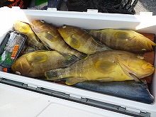 天秤五目釣りプラン