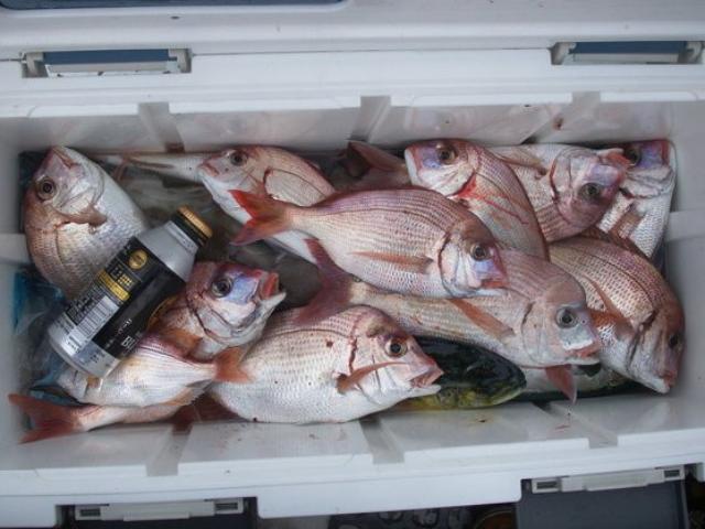 ★夜便★日本海のマダイ・エサ釣りプラン☆多彩な魚種がよく釣れます!☆