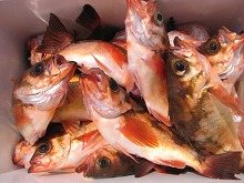 ��Х�������ץ��