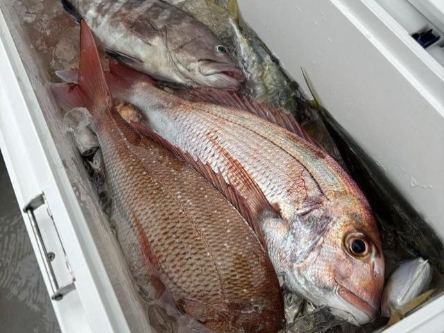 ��3/28��5/10���š��ۡ��ޥ��������ӡ����ץ����դΥΥå��ߥޥ���������