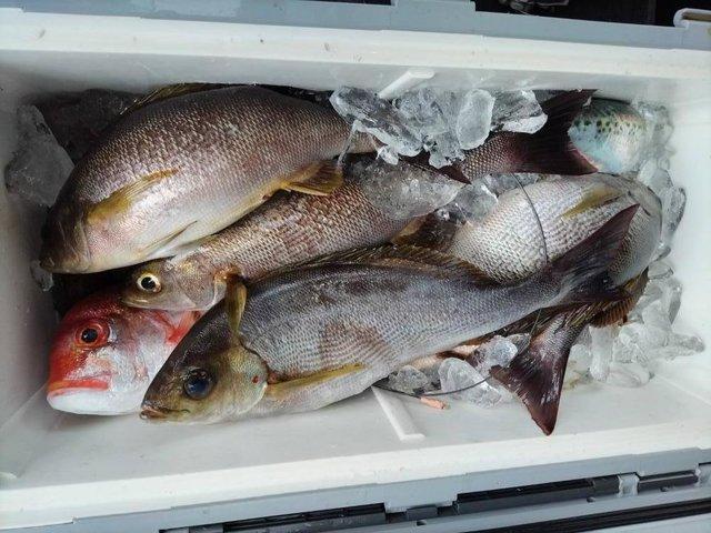 石花海イサキ五目釣りプラン☆場所により料金が変動します(165,000円/隻〜10人まで)