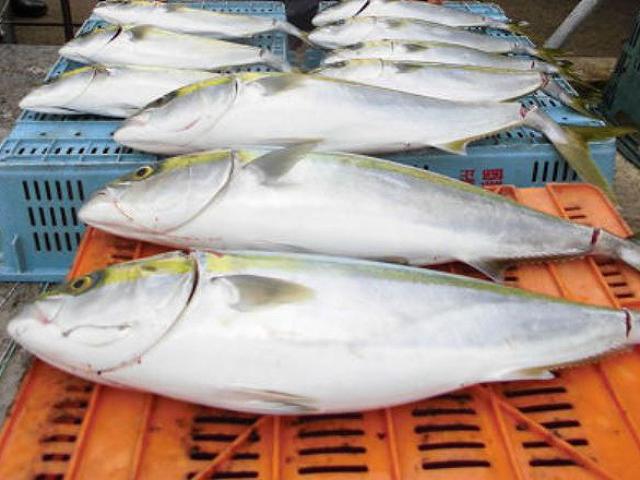 �Υޥ������������ץ���ʿ���ϡ��緿���ʤΤ��ɤ�˶����ư����¿��ǳڤ���ޤ���