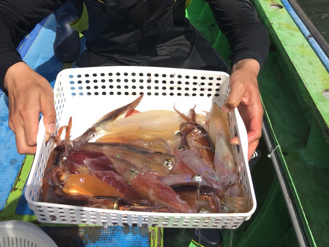 ■平日■マルイカ釣りプラン