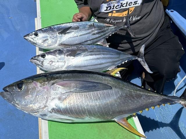 カツオ・キハダ釣りプラン