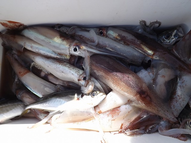 ᥤץ󢡤ʳץ󡪢3Ͱʾ1,000/OFF