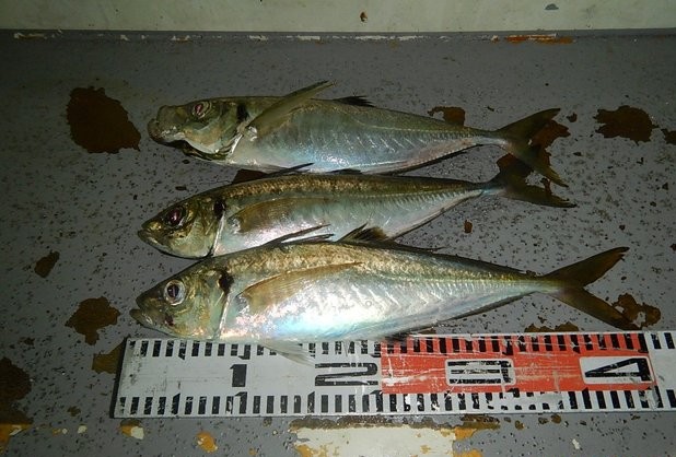 <夜釣り>アオリイカ&アジ釣りプラン