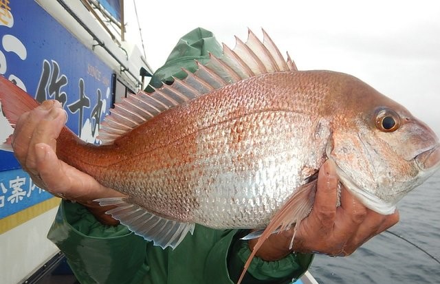 ≪午前≫マダイ釣り☆彡プラン