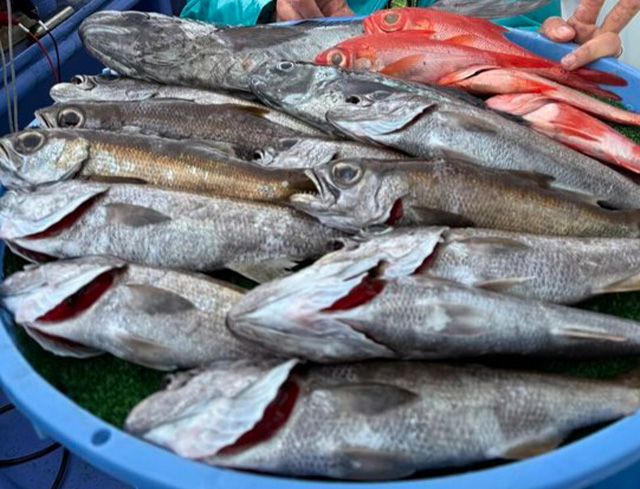 <午前>クロムツ・中深場五目釣りプラン