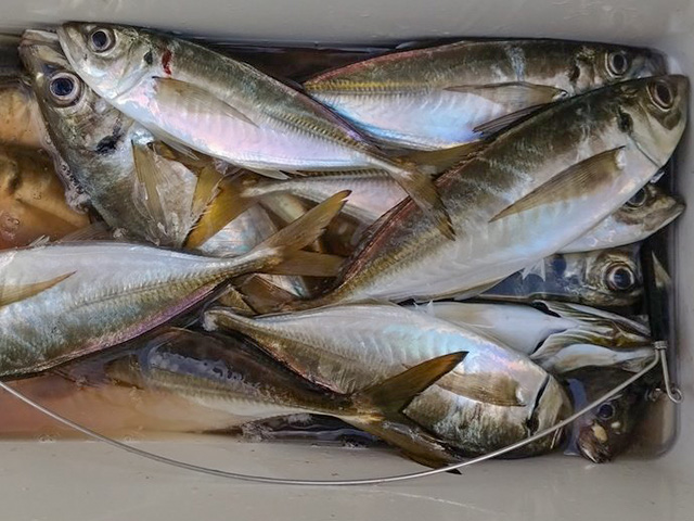 �����ء�LT�ʥ饤�ȥ��å���ˡ��ӥ�������ץ��