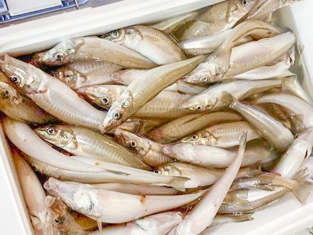 ★お手軽★シロギス釣りプラン☆レンタル有り・初心者歓迎☆