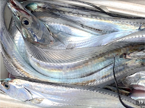 ��ʿ���ե����������ץ��