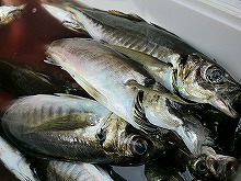 (平日◇午後半日◇)LTアジ釣りプラン