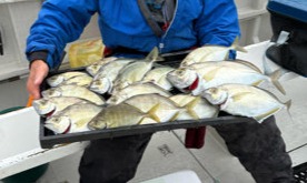 ◆午前◆カイワリ五目釣りプラン