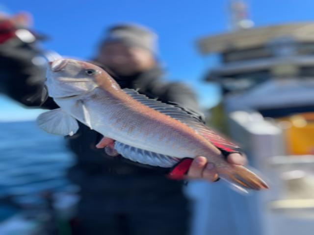 ◇午後◇シロアマダイ釣りプラン