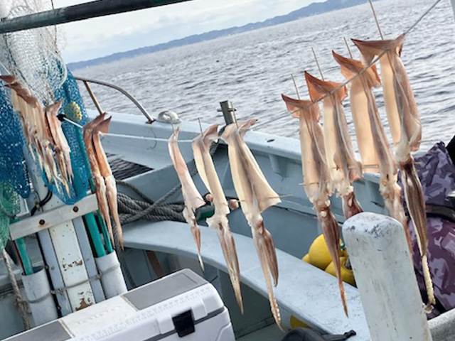 ★美味しい★ヤリイカ・スルメイカ釣りプラン