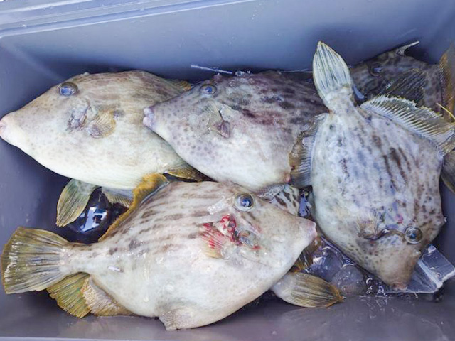 ★熱中★カワハギ釣りプラン