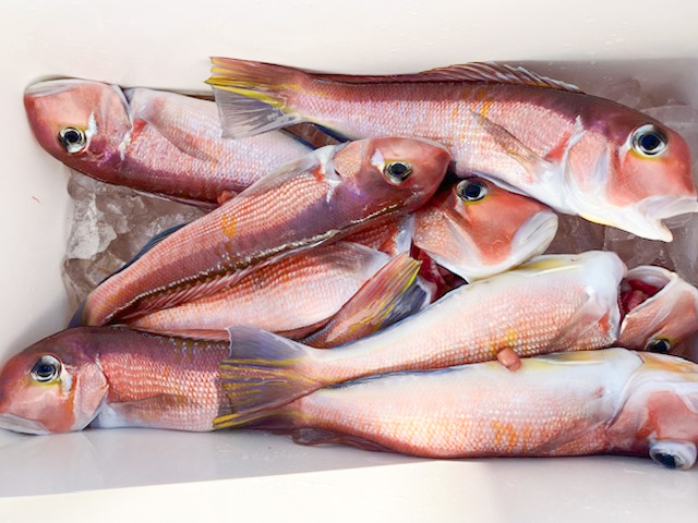 ★外道も多彩★アマダイ釣りプラン