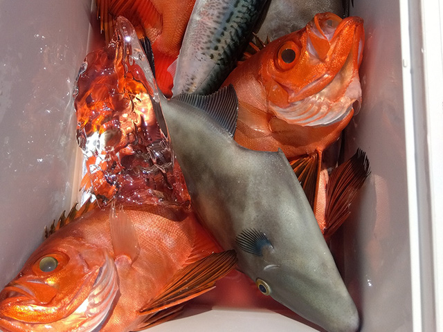 チカメキントキ釣りプラン