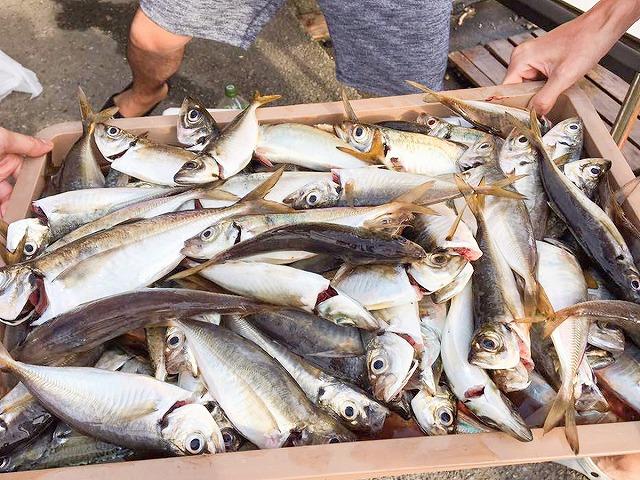 《夏休み限定!》親子でお得に楽しむ♪LTアジ釣りプラン☆割引中☆(大型船)